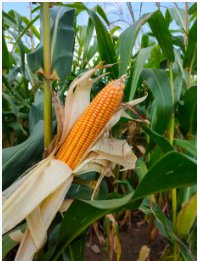 Maize harvest at Mufutuli farm